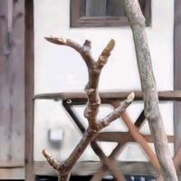 モクレン,マグノリア,紫木蓮,冬咲きロニセラ,寒咲きニンドウの画像