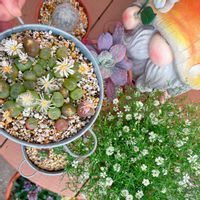 サボテン,かすみ草・ジプシーホワイト,多肉植物,ガーデニング,コノフィツム属の画像