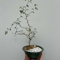 ソフォラ　リトルベイビー,観葉植物,リビング・ダイニングの画像