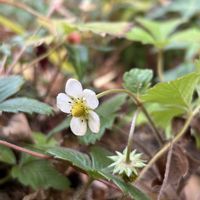 ワイルドストロベリー,花のある暮らし,頑張れ受験生！の画像