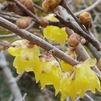 ウメ,クマザサ,ナンテン,ナンテン,ロウバイの画像