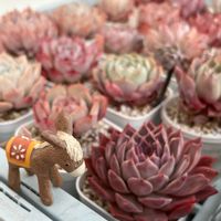 ラパスxコロラータアテマハック,多肉植物,紅葉する多肉,はっちパパさんの苗,chii*はっちさん苗の画像