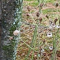 ギボウシ,ツワブキ,ツワブキ,シロワビスケ,兼六園の画像