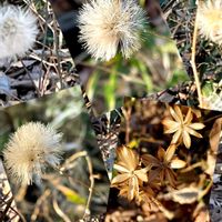 オキナグサ,どんど焼き。,オキナグサの花後,オキナグサの花後,コウヤボウキの冠毛の画像
