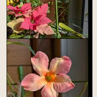 イチゴ,ポインセチア,ハクモクレン,クライミングサンパラソル,今日のお花の画像