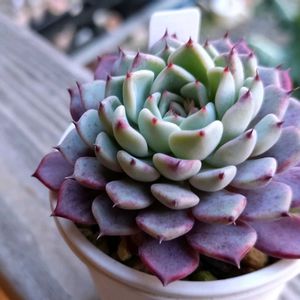 ハオルチア,沙羅姫牡丹,赤線オブツーサ錦,エケベリア属の画像