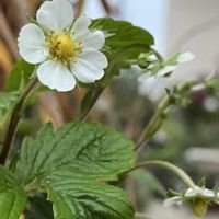 イチゴ,ワイルドストロベリー,ネコ好き,白い花,花のある暮らしの画像