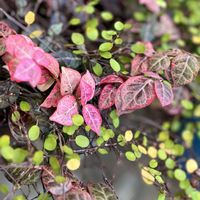 ハツユキカズラ,ハツユキカズラ,ワイヤープランツ,ワイヤープランツ,ピンク❤︎ピンクの画像