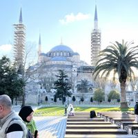ヤシの木,トルコ,トルコ旅行,イスタンブールの画像