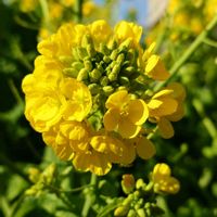 ナズナ,ナノハナ,山野草,散歩中,お出かけ先の画像