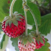 イチゴ,ワイルドストロベリー,イチゴの花,あまりん,四季なりイチゴ　デリーズの画像