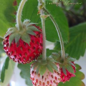 イチゴ,ワイルドストロベリー,イチゴの花,あまりん,四季なりイチゴ　デリーズの画像