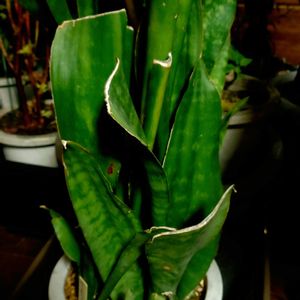 二階の窓辺,寝室の画像