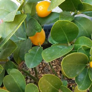 棚,小さな庭の画像