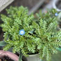 チューリップ,ネモフィラ,アイスチューリップ,アーリースマイルチューリップ,秋植え球根の画像