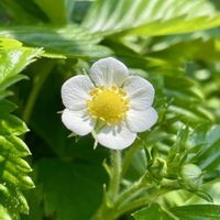 イチゴ,イチゴ,イチゴ,イチゴ,ワイルドストロベリーの画像