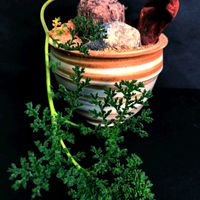 ペラルゴニウム,ペラルゴニウム　トリステ,塊根植物,南アフリカ原産,ビザール・プランツの画像