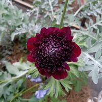 キュウリ,ブルーベリー,ミニトマト,アネモネ・ポルト,アネモネ・ポルトの画像