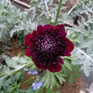 キュウリ,ブルーベリー,ミニトマト,アネモネ・ポルト,アネモネ・ポルトの画像