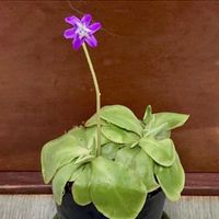 ムシトリスミレ,ピンギキュラ,食虫植物の画像