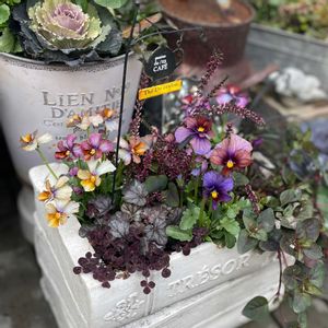 ナラティブ フラワーズ,パリ・アン・パレット,ビオラ　パリ アン パレット,寄せ植え,ナチュラルガーデンの画像