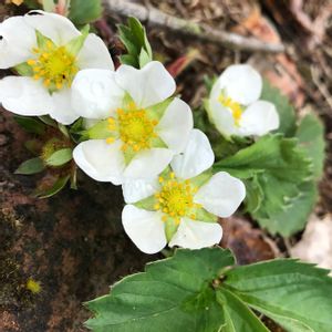 イチゴ,苺の花,マイガーデン,手作りの庭,花のある暮らしの画像