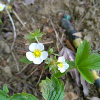イチゴ,ワイルドストロベリー,ワイルドストロベリー,ナワシロイチゴ,ナワシロイチゴの画像