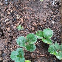 イチゴ,イチゴ,きょうのお花,GSの繋がりに感謝♡,きっと馬くいくの画像