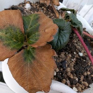 ジンチョウゲ,多肉植物,ベランダ多肉,毎月15日はいちごの日,エントランスの画像