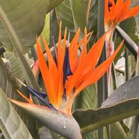 ストレリチア,ストレリチア,ストレリチア 極楽鳥花,温室,花のある暮らしの画像