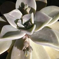 ハナミズキ,ハナミズキ,ポインセチア,ポインセチア,エケベリアの画像