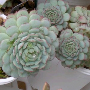 ビンセントカトーhyb,寄せ植え,多肉植物,葉挿し,リメ缶の画像