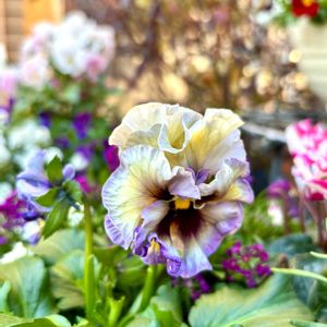 パンジー クレールドゥリュンヌ,花のある暮らし,自宅にて,エントランスの画像