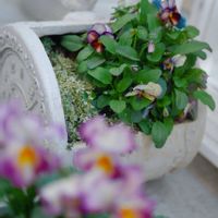 タイム,タイムホイップクリーム,ユニヴェール,庭の画像