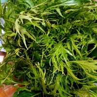 水菜,紅はるか,かぼちゃ,人参,もものすけの画像