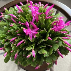 私のお気に入り,シャコバサボテンの花,癒やしと喜び,贈り物の花,ピアノ教室仲間のレッスン室の画像