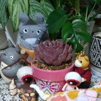 アグラオネマ,姫モンステラ,小人の祭り錦,レッドベリー錦,16日はモアイの日の画像