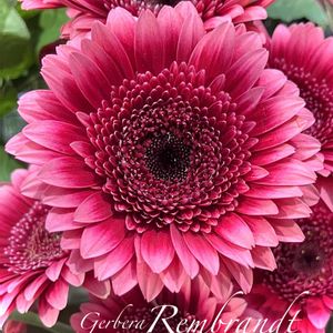 ガーベラ レンブラント,フラワーアレンジメント,多年草,花のある暮らし,緑のある暮らしの画像