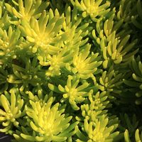 セダム,ゴールドビューティー,セダム ゴールドビューティー,セダム属,ガーデニングの画像