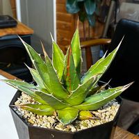 アガベ,ホリダ,アガベ属,冬越し,アガベ男子の画像