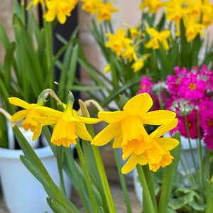 ミニ水仙,ビタミンカラー,꒰ღ˘◡˘ற꒱かわゅ~,庭園,素敵の画像