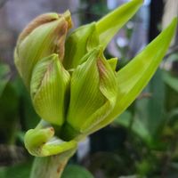 アマリリス,花のある暮らし,スマホ撮影,癒やし,ポット植えの画像