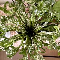 シダ,アスプレニウム,アスプレニウム　ニダス　バリエガータ,アスプレニウム　ニダス　バリエガータ,観葉植物の画像