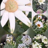 アリッサム,ガーベラ,ツバキ,ネメシア,ハツユキカズラの画像