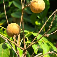 ライチ,ロンガン,リュウガン,竜眼,果実の画像