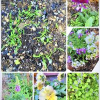 カモミール,カモミール,イオノシジウム。,花のある暮らし,GSに感謝。の画像