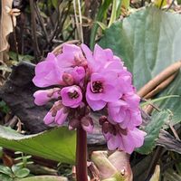 アブチロン,ヒマラヤユキノシタ,庭の画像