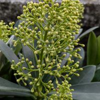 プリムラ,プリムラ,プリムラ,プリムラ マラコイデス,プリムラ マラコイデスの画像