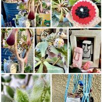 ハートカズラ,アエオニウム属,モフモフ,くじらの日,毎月16日はトトロの日の画像