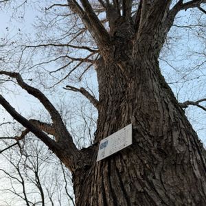 カツラ,野鳥,ウォーキング,寒風の中,カツラの木の画像